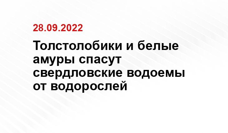 Толстолобики и белые амуры спасут свердловские водоемы от водорослей