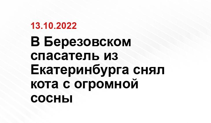 В Березовском спасатель из Екатеринбурга снял кота с огромной сосны